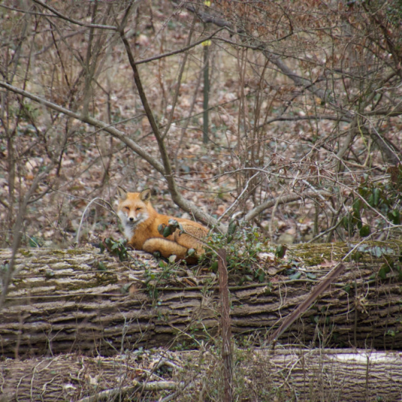 Manor Community Association